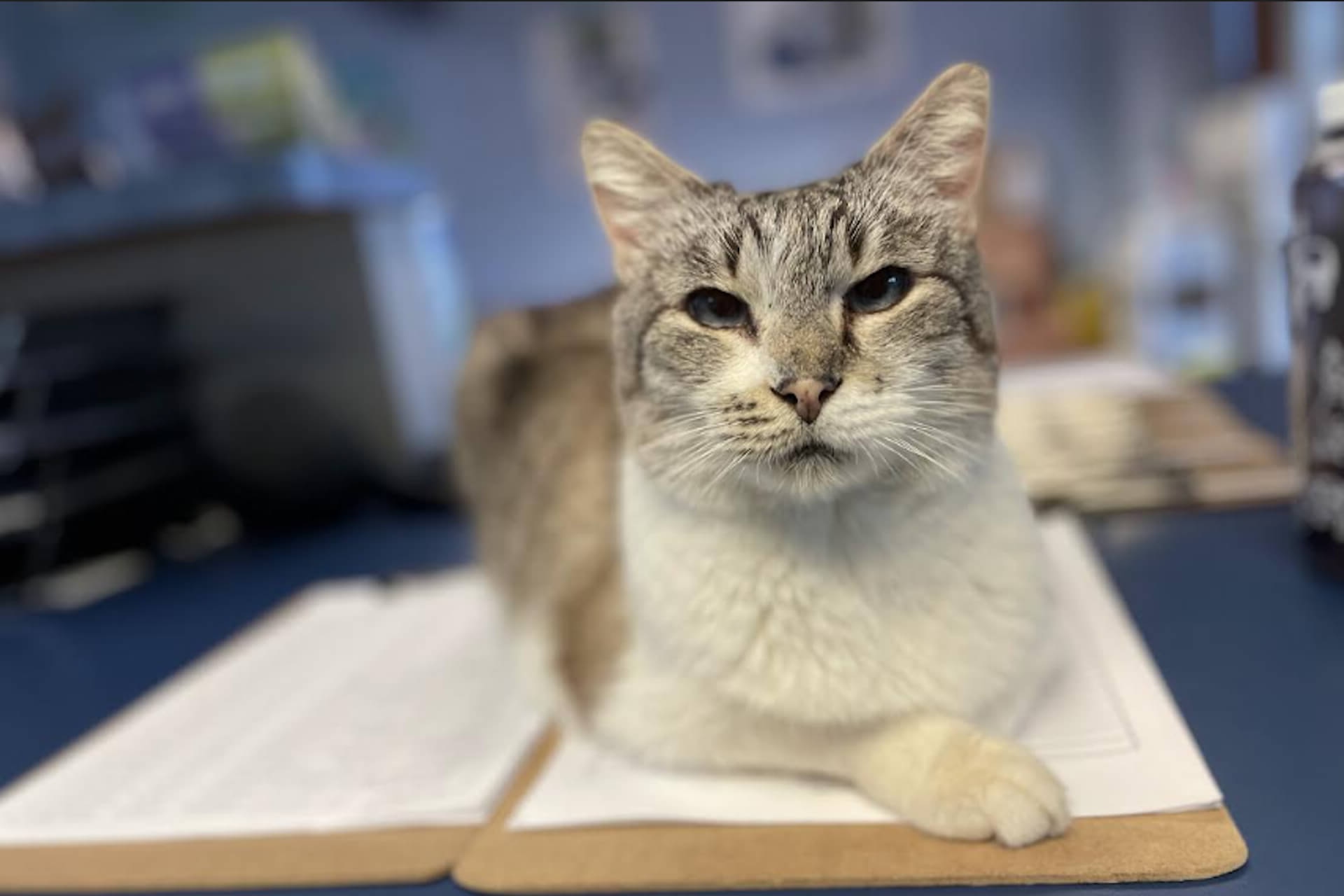 Mishu's Wish Foundation
