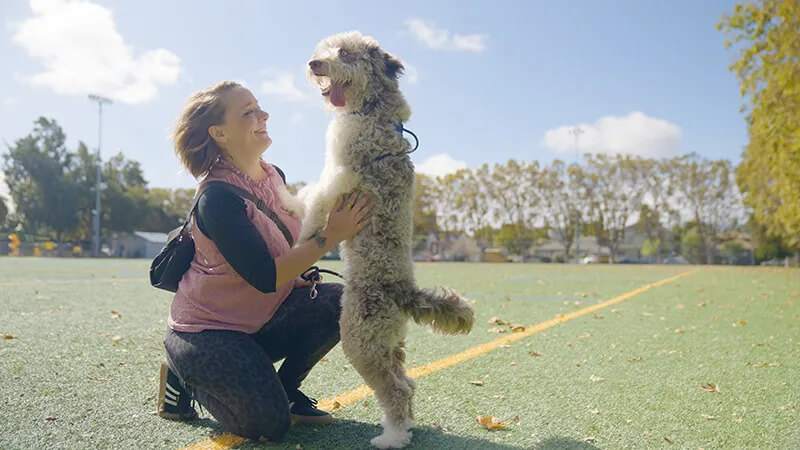 Emergency veterinary care at Lenity Vet Specialists San Mateo CA