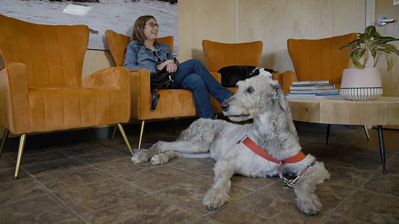 Pet waiting area at Lenity Vet Specialists + Emergency Care San Mateo, CA