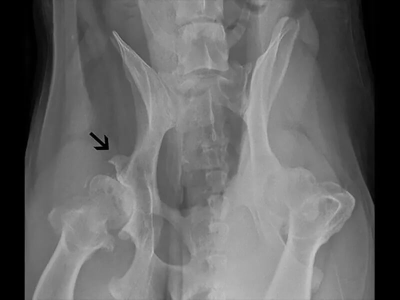 xray of pet hip dysplasia