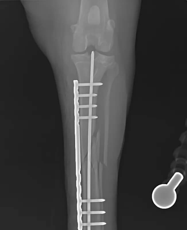 Xray of a dogs leg