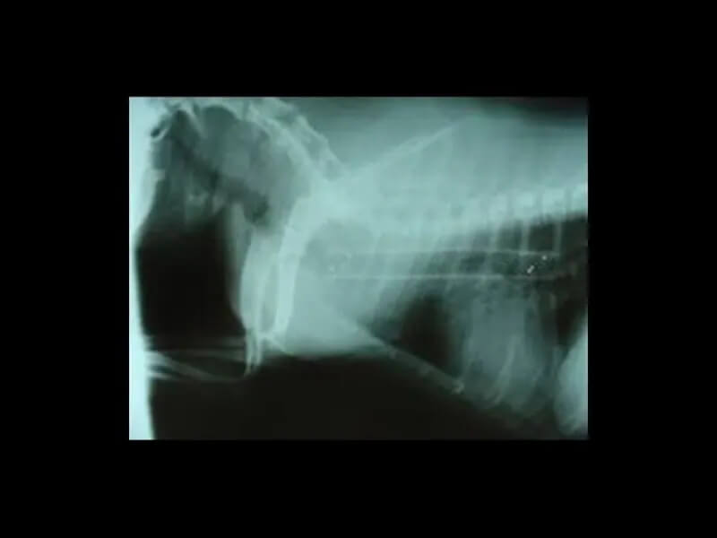 Upper Airway Conditions xray