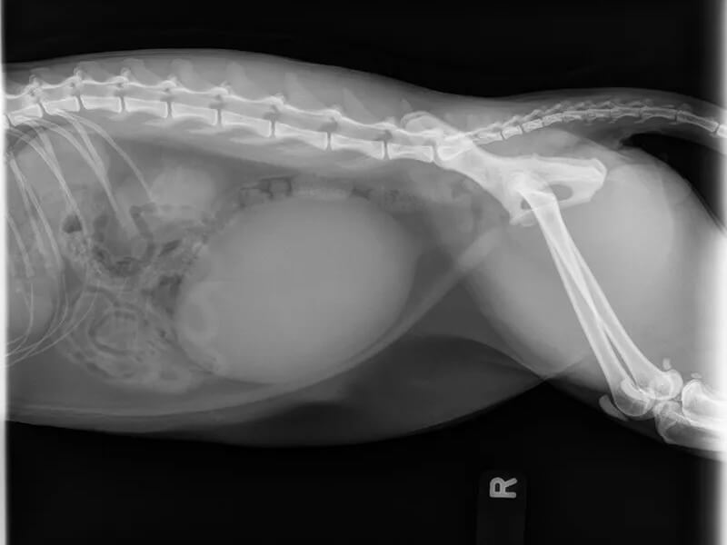 Urinary Surgery