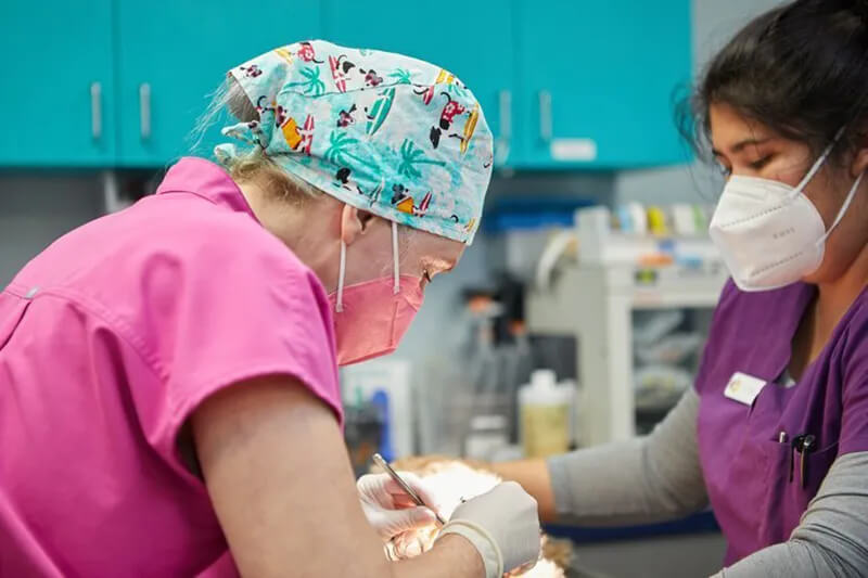 Vet doing a surgical procedure
