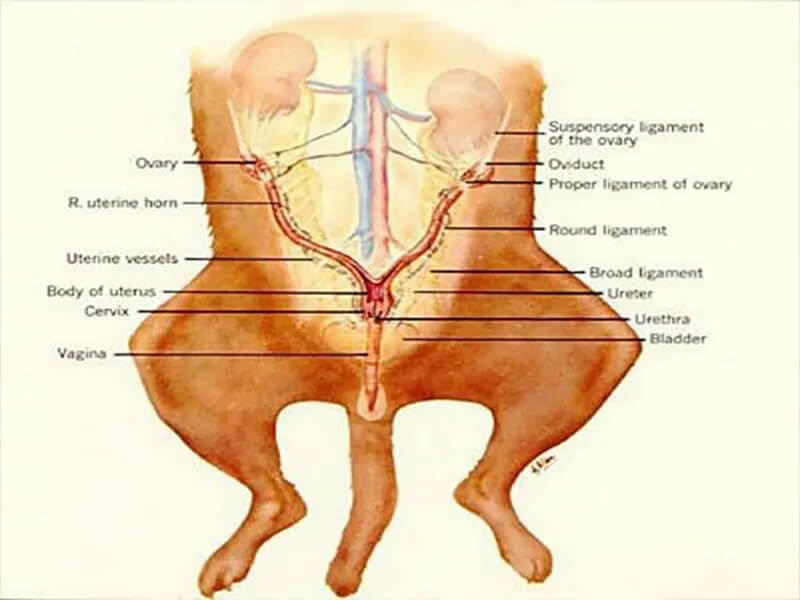 diagram of pet reproductive system
