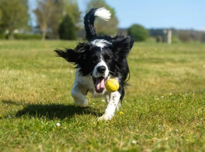 Daily Exercise Routines for Healthy Dogs