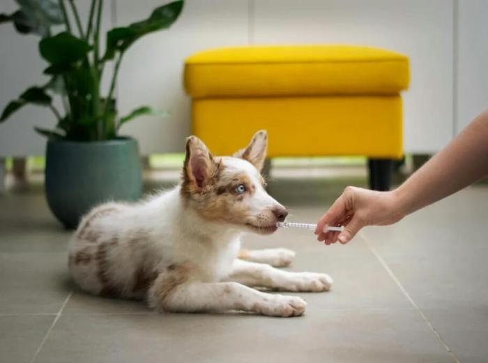 Creating a Pet First Aid Kit