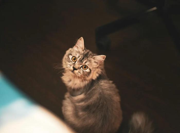 Top Signs of Sickness in Cats Owners Shouldn’t Ignore