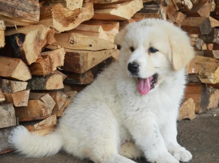 Puppy Vaccinations: Protecting Your San Mateo, CA Dog