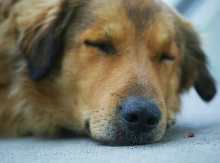 Laser Therapy in Pet Emergencies: Healing with Light