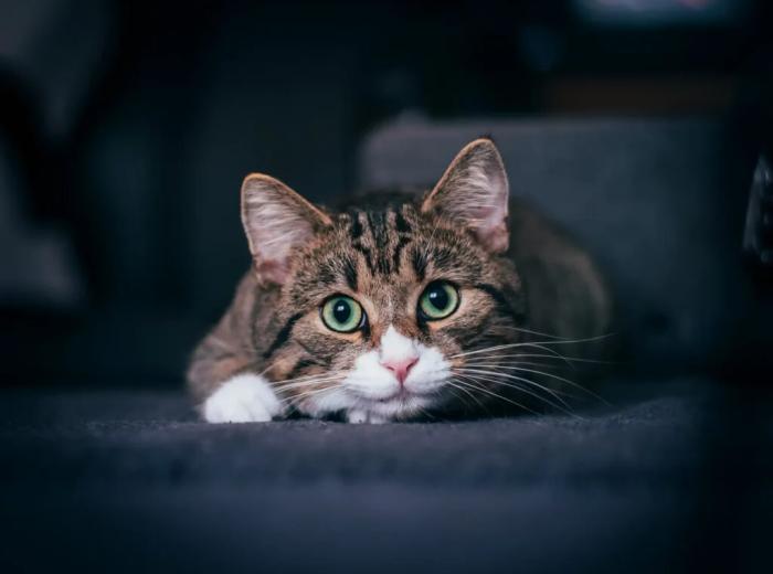 Cat Feeding Guidelines: Tips From A San Mateo, CA Vet