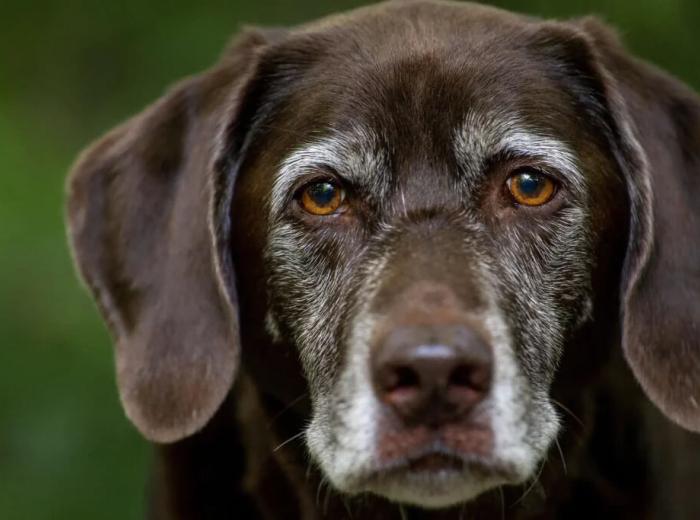 Senior Dog Health: Keeping Older Pups Active and Comfortable