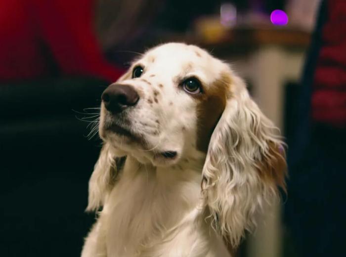 Cancer in Dogs