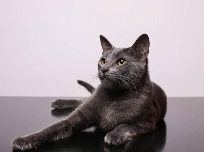 Cat Dental Care: Protecting Those Tiny Teeth in San Mateo, CA