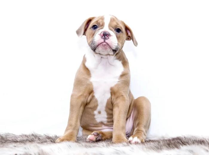 Microchipping 101: Peace of Mind For San Francisco Pet Owners